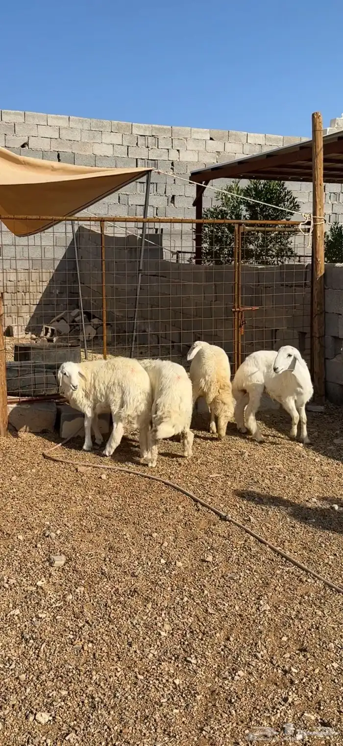 طليان وتيوس مخاصي و سواكن ذبائح للبيع كاش وتمارا مع الذبح و 4