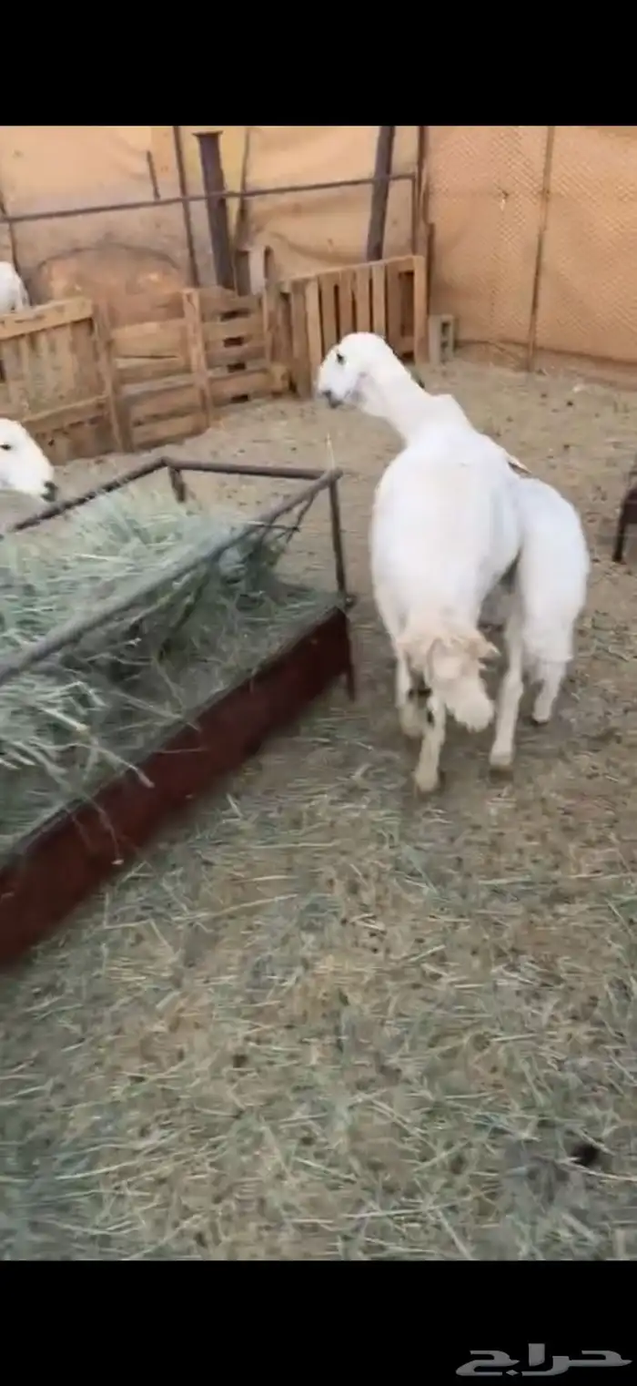 للبيع ضان وليد كفو 1