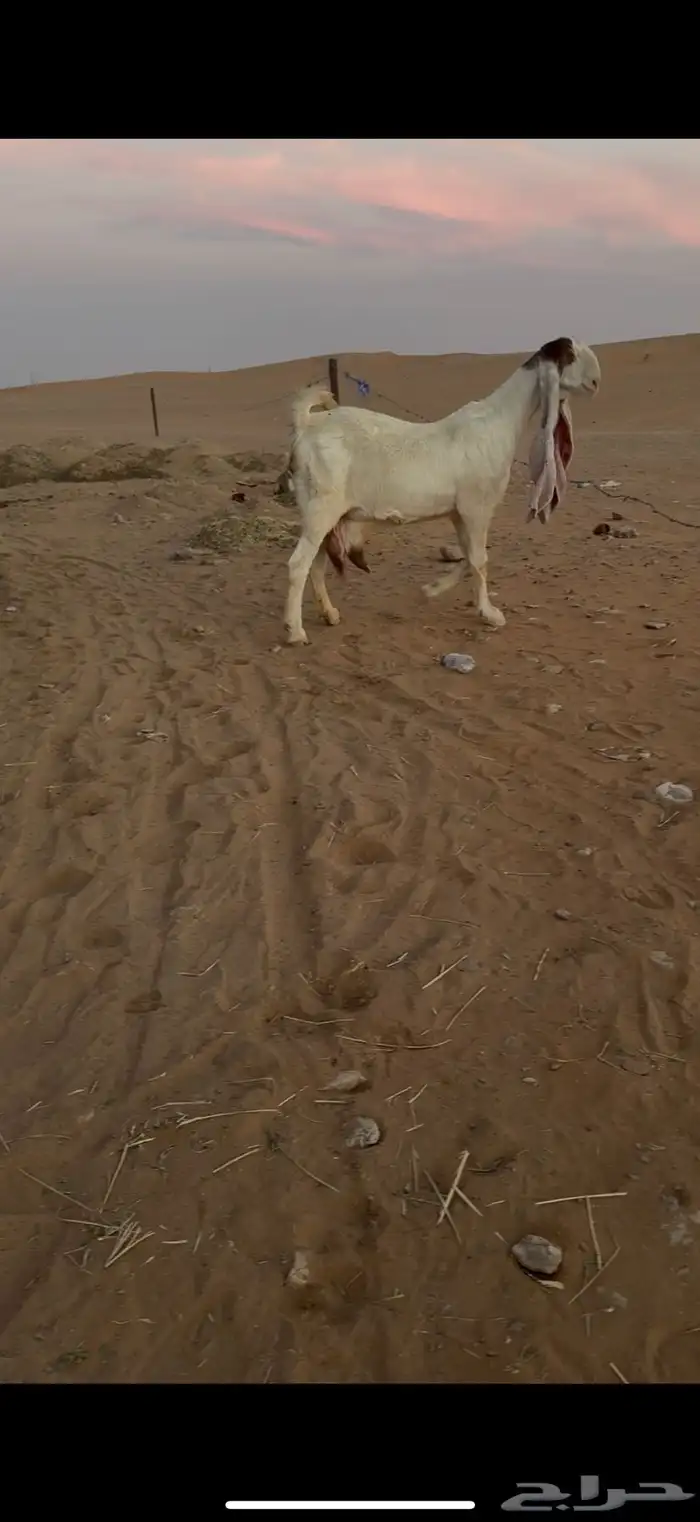 عنز متبع بتيسين 1