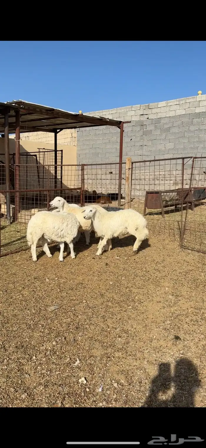 طليان وتيوس مخاصي و سواكن ذبائح للبيع كاش وتمارا مع الذبح و 7