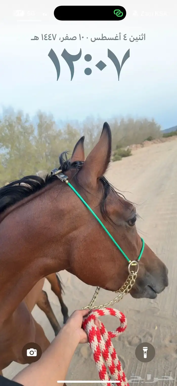 فرس شعبيه للبيع 0