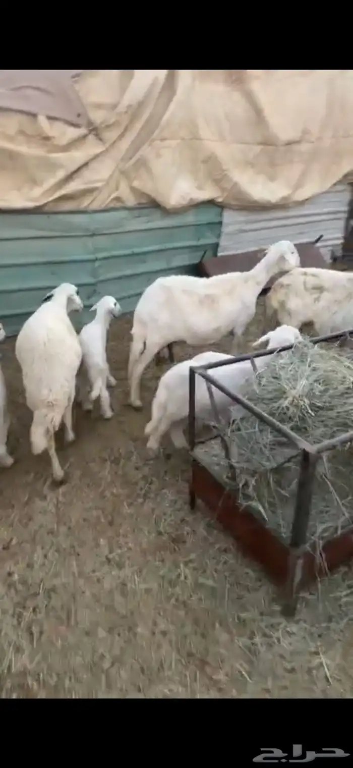 للبيع ضان وليد كفو 5