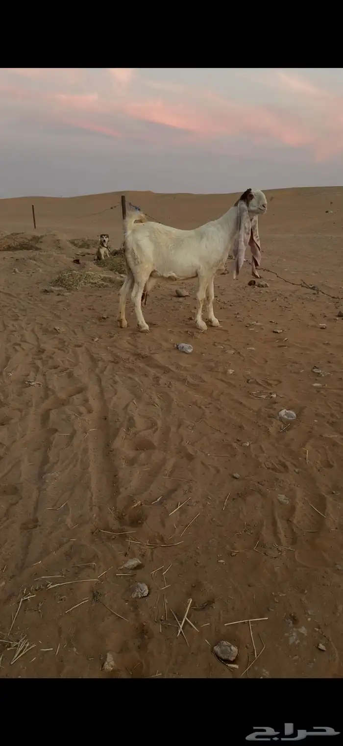 عنز متبع بتيسين 0