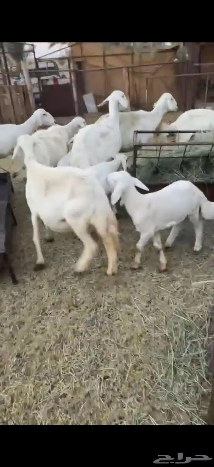 للبيع ضان وليد كفو 3