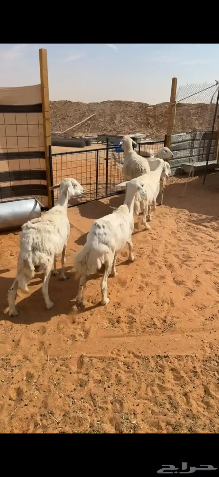 للبيع 5 حريات بالفحل مشروط من تامات شبب تم البيع 2