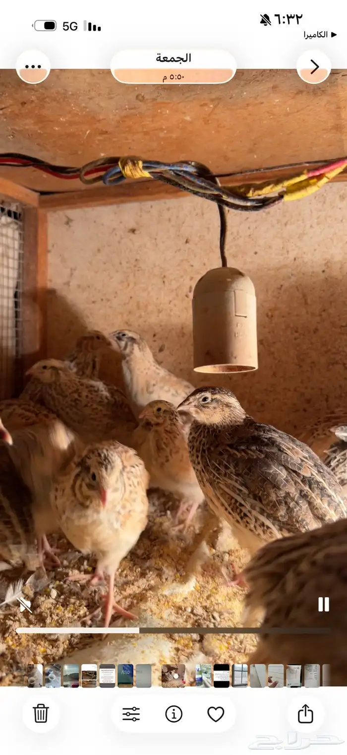 سمان فري للبيع بالقصيم المذنب 0