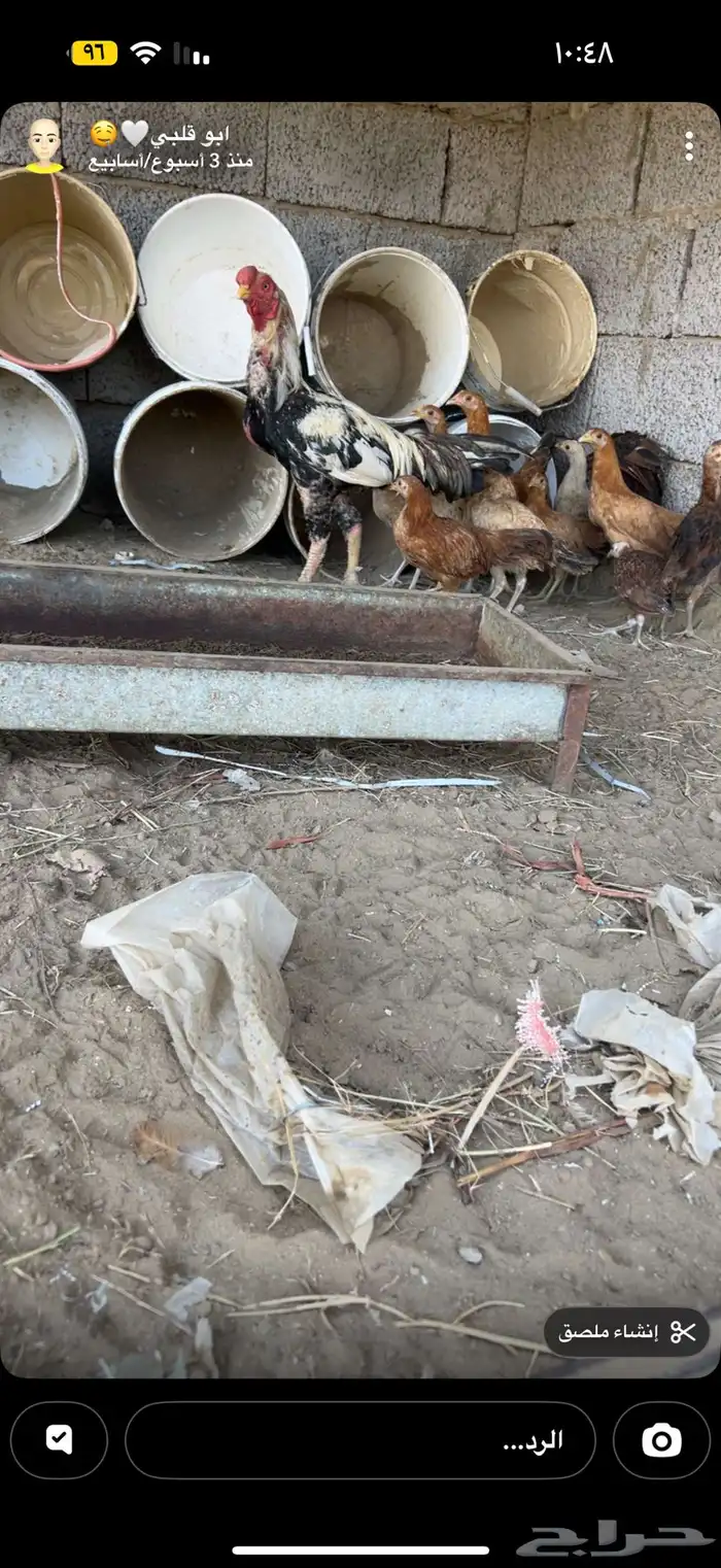 السلام عليكم اعرض عليكم دجاج فارسي السوم واصل250 وحد قريب 3