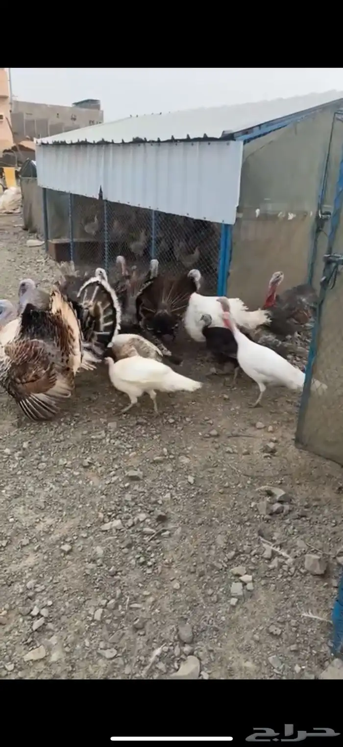 لبيع دجاج رومي 1