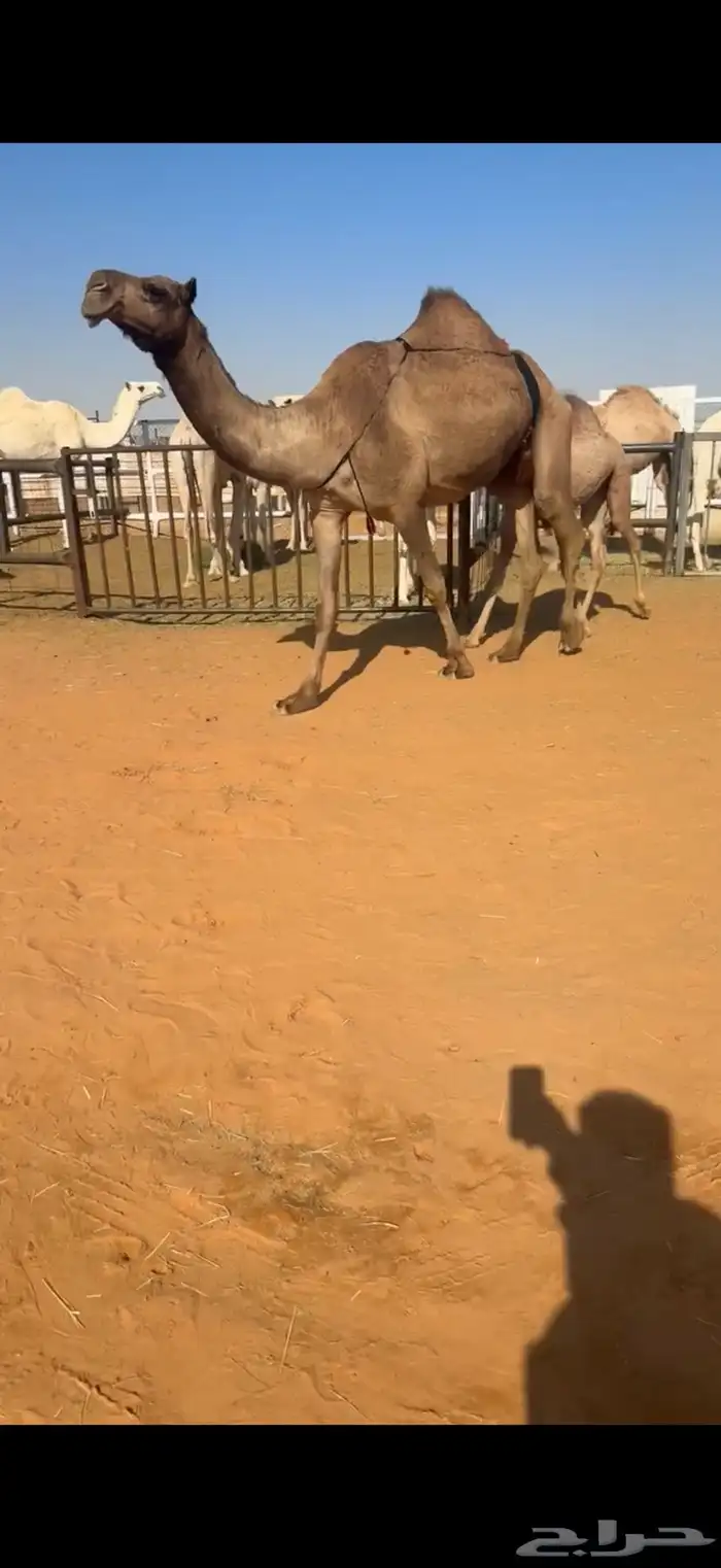 عشرا تحتها بكره 0