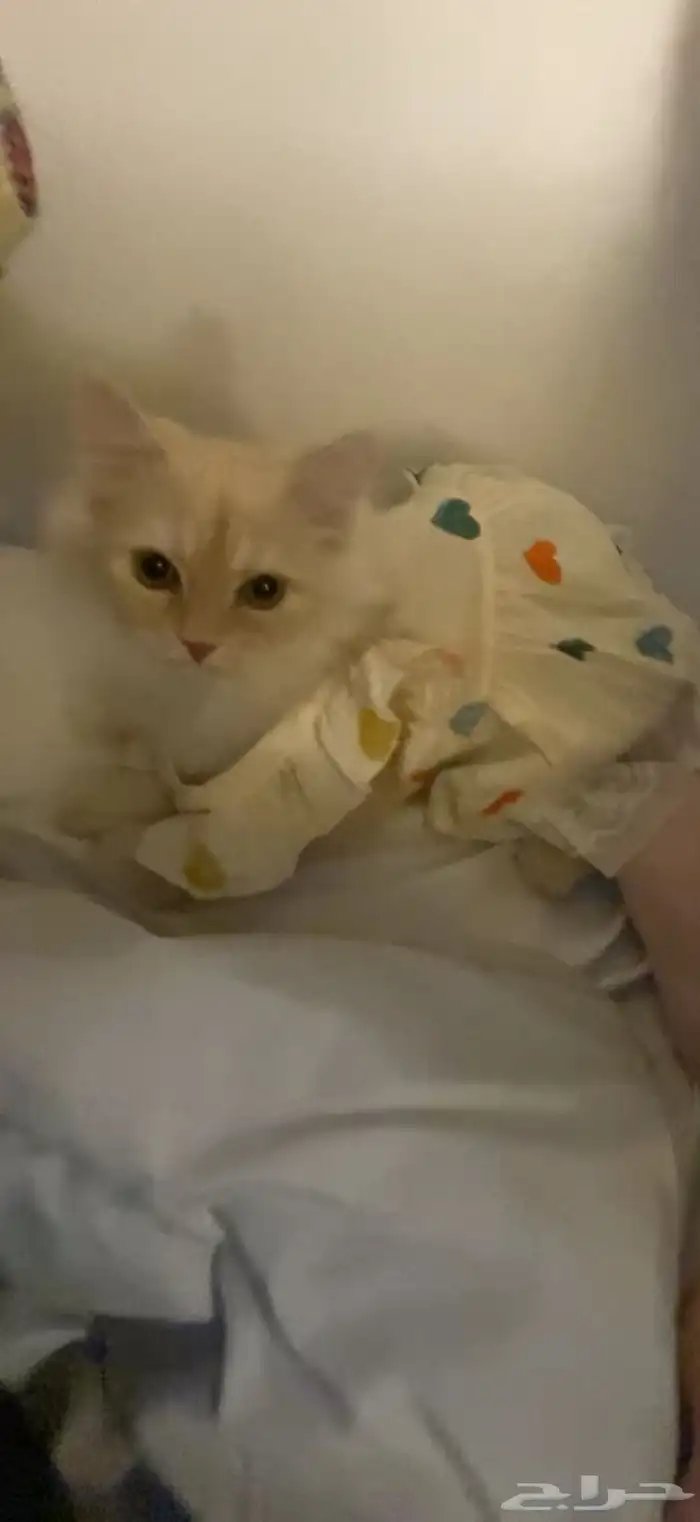 قطه للتزاوج 0