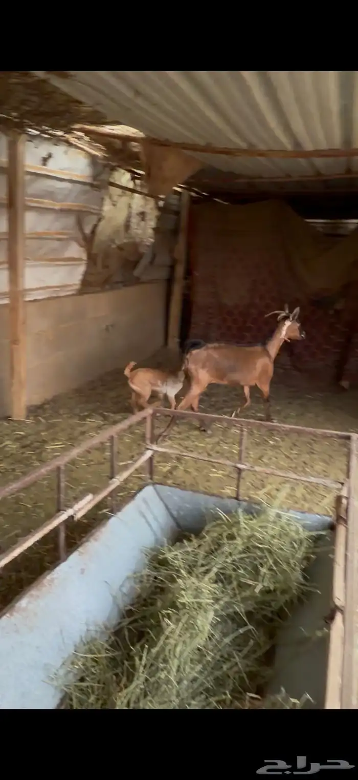 عنز جنوبيه 0