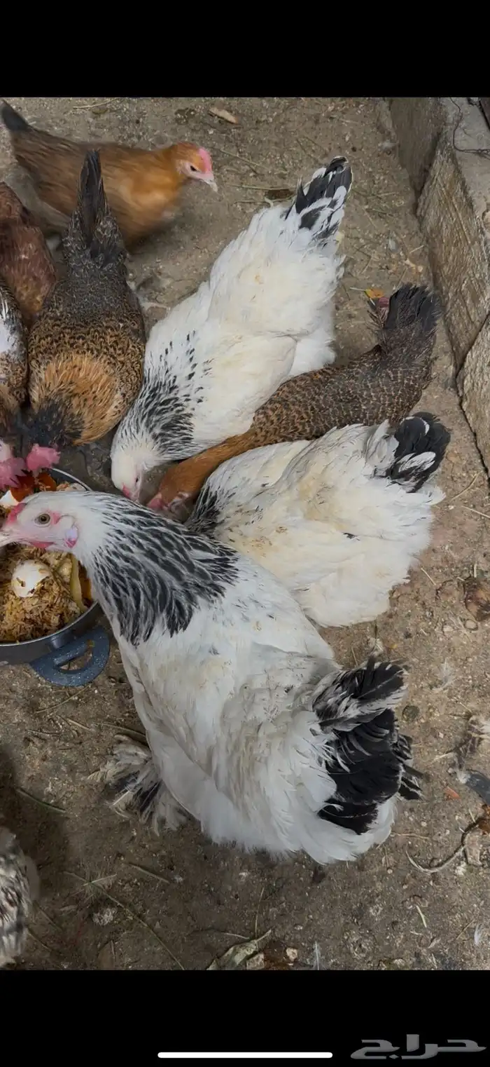 دجاج 1