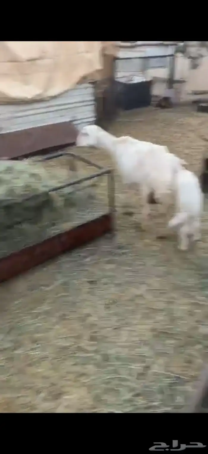 للبيع ضان وليد كفو 2