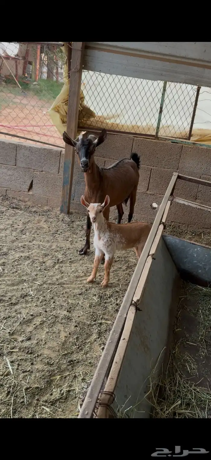 عنز جنوبيه 1