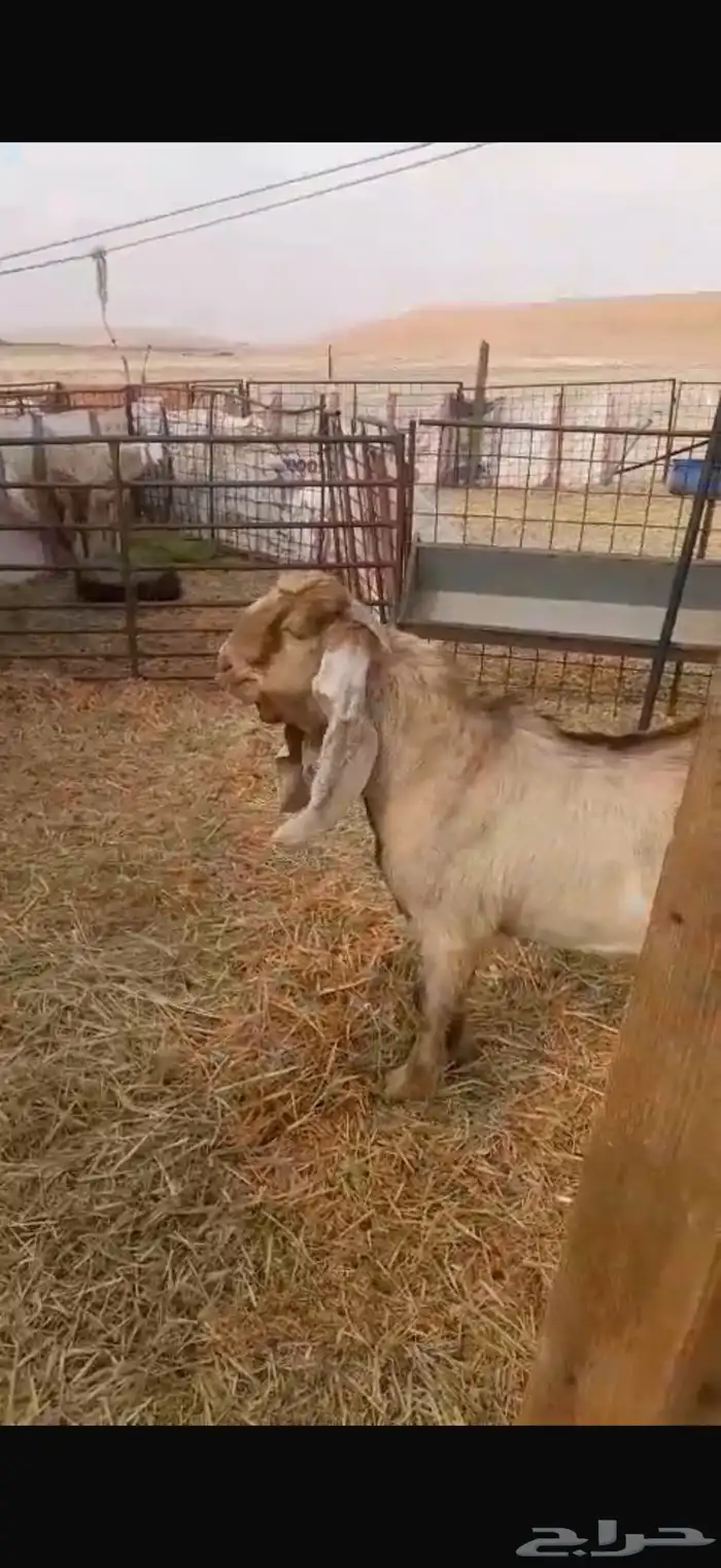 تيس اصفر عارضي صنف 0