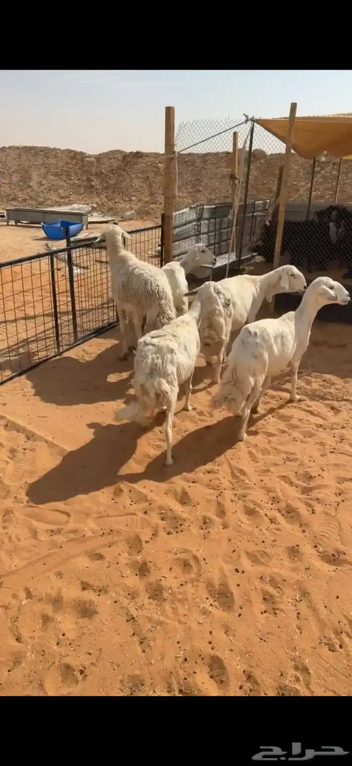 للبيع 5 حريات بالفحل مشروط من تامات شبب تم البيع 1