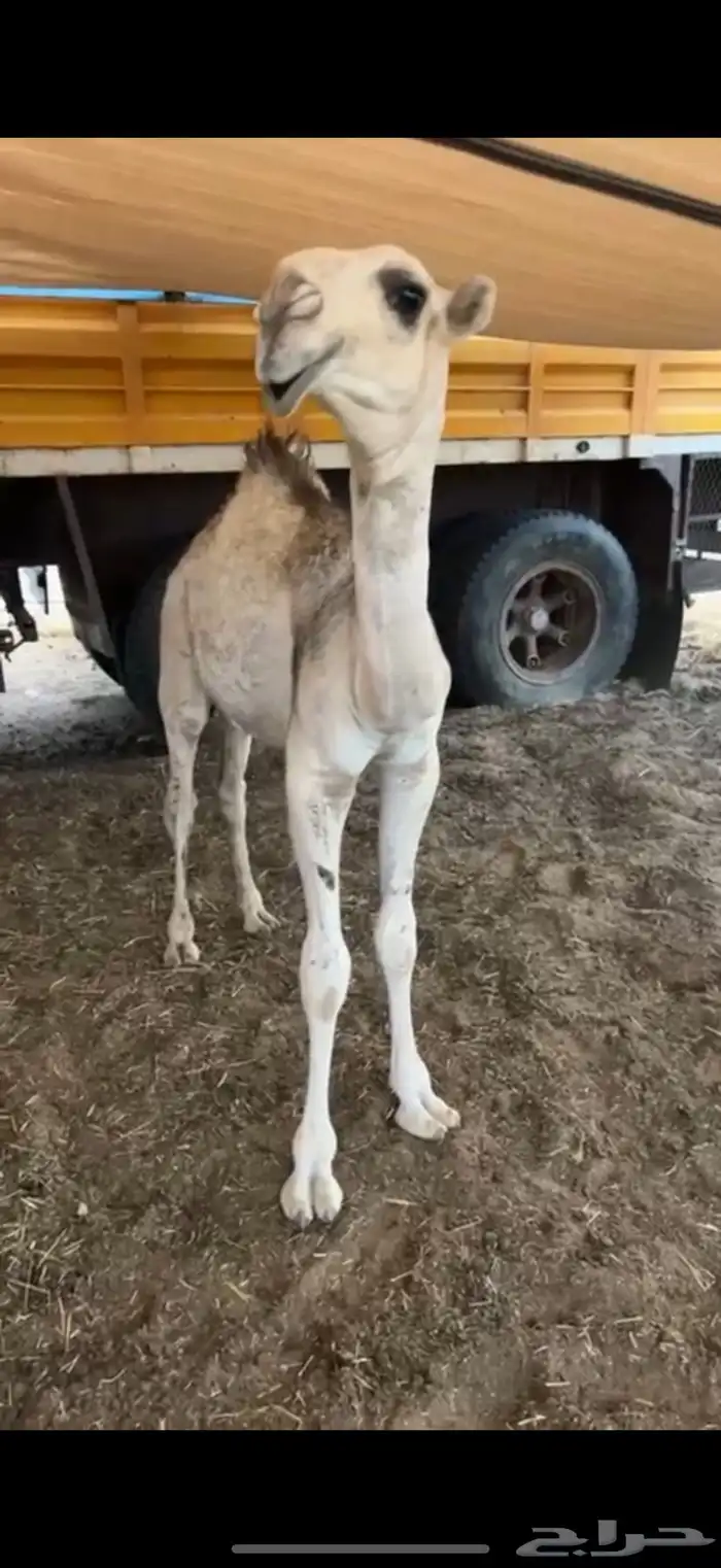 قعود رماني كفو للبيع 2