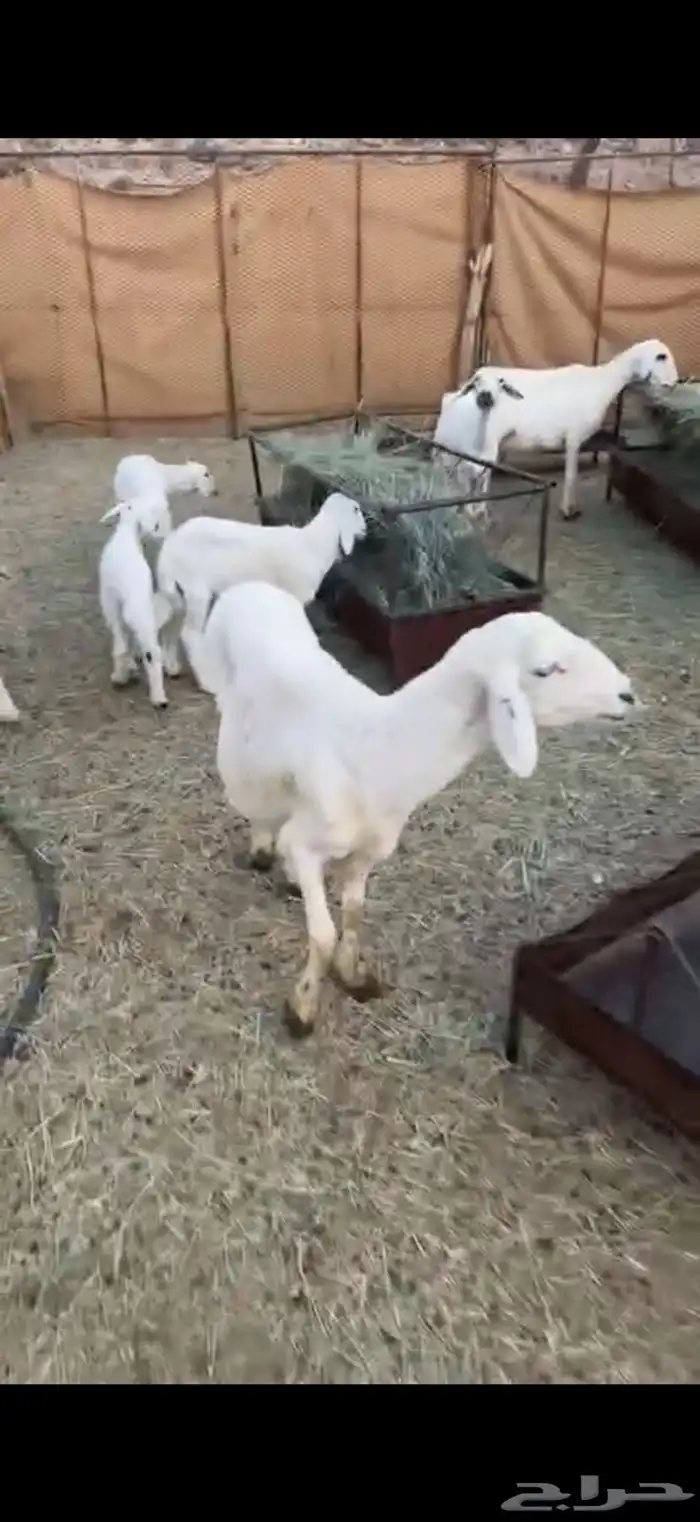 للبيع ضان وليد كفو 6