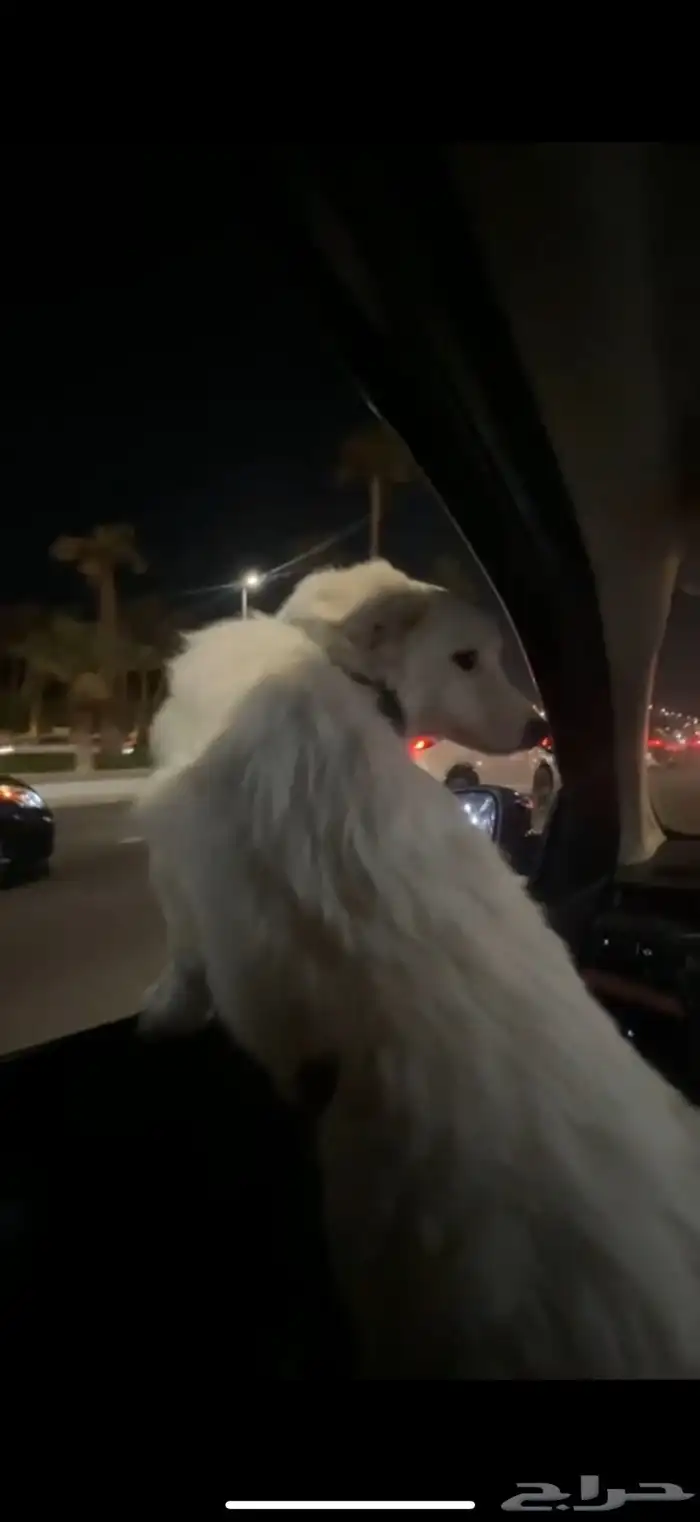 كلب انثى للتبني 4