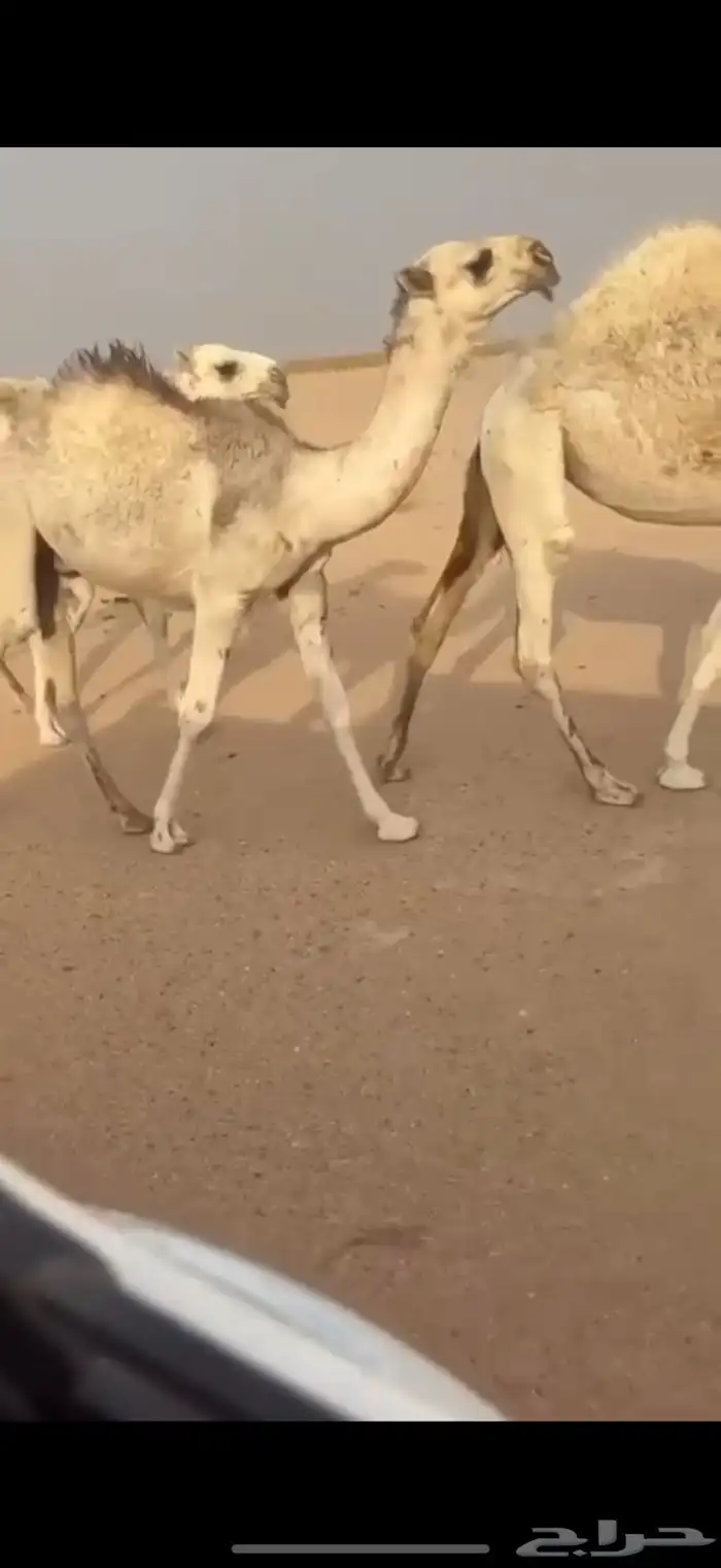 قعود رماني كفو للبيع 3