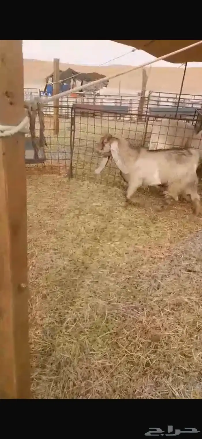 تيس اصفر عارضي صنف 3