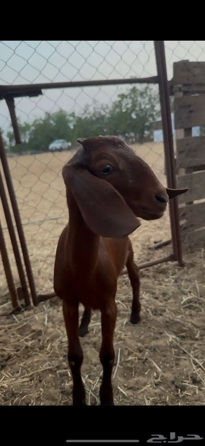 جفرا دبسا مطوره 0