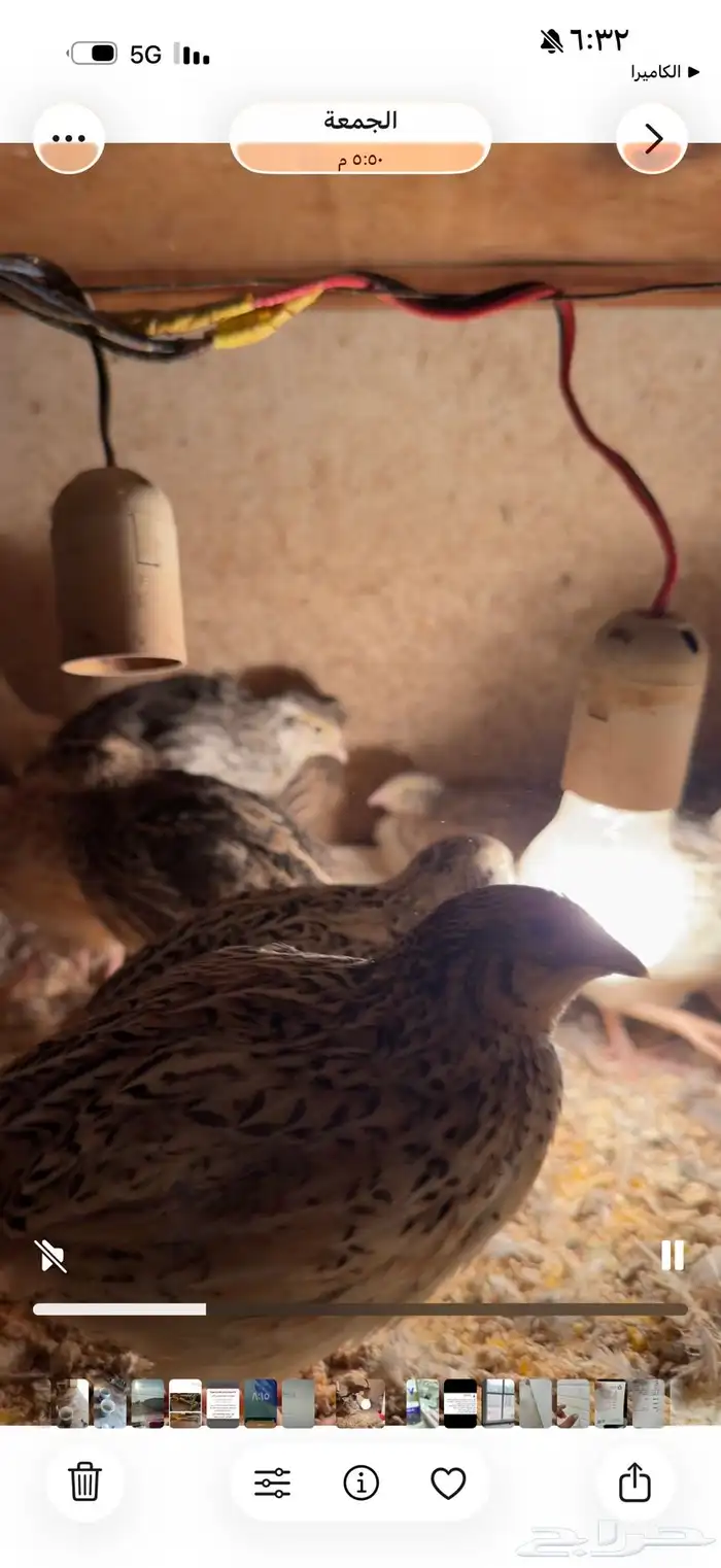 سمان فري للبيع بالقصيم المذنب 1