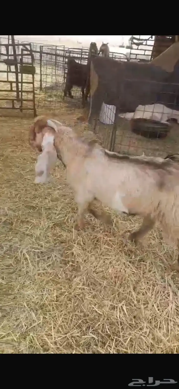 تيس اصفر عارضي صنف 1