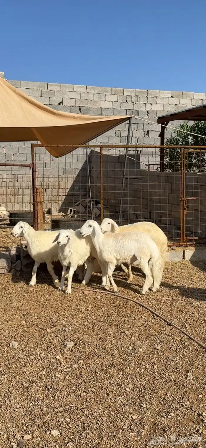 طليان وتيوس مخاصي و سواكن ذبائح للبيع كاش وتمارا مع الذبح و 3