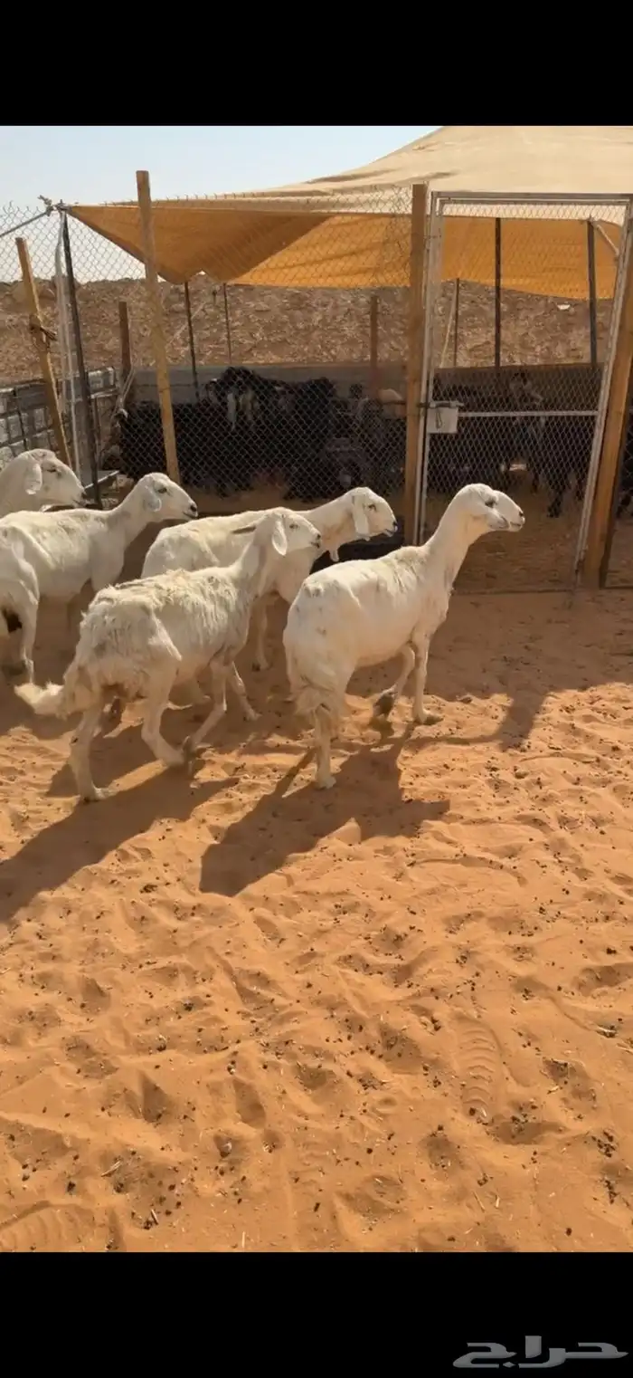 للبيع 5 حريات بالفحل مشروط من تامات شبب تم البيع 0