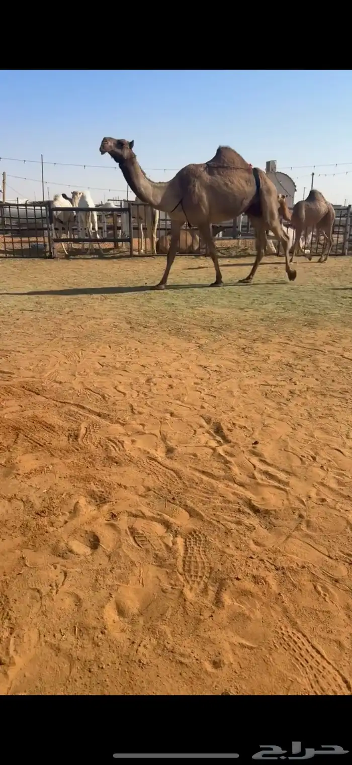 عشرا تحتها بكره 1