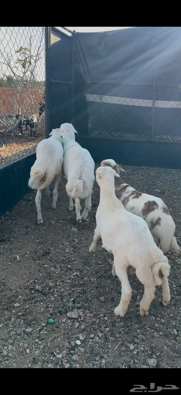 للبيع ذبايح العدد 4 3