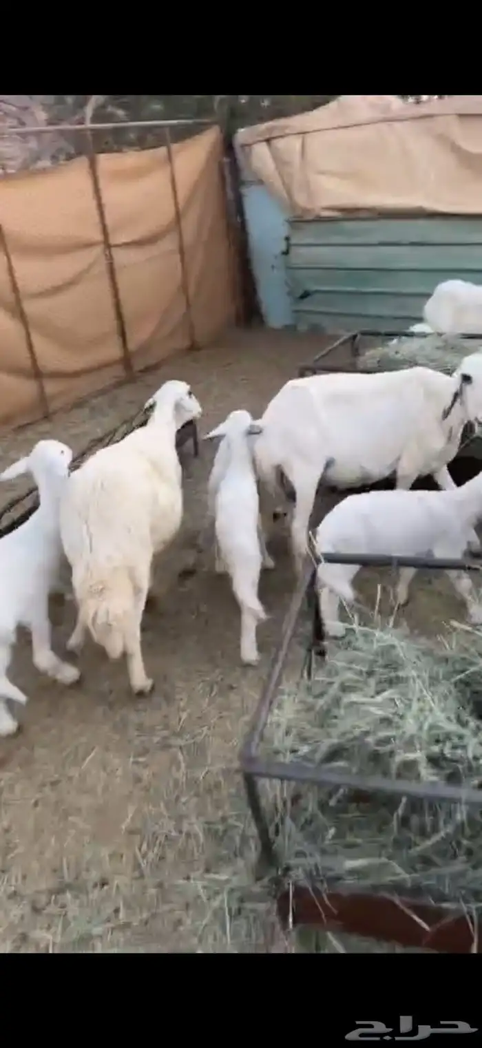 للبيع ضان وليد كفو 7