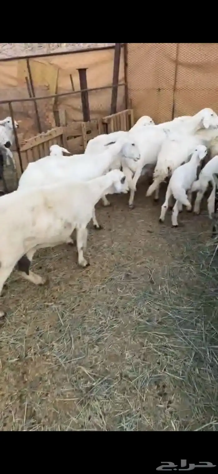 للبيع ضان وليد كفو 0