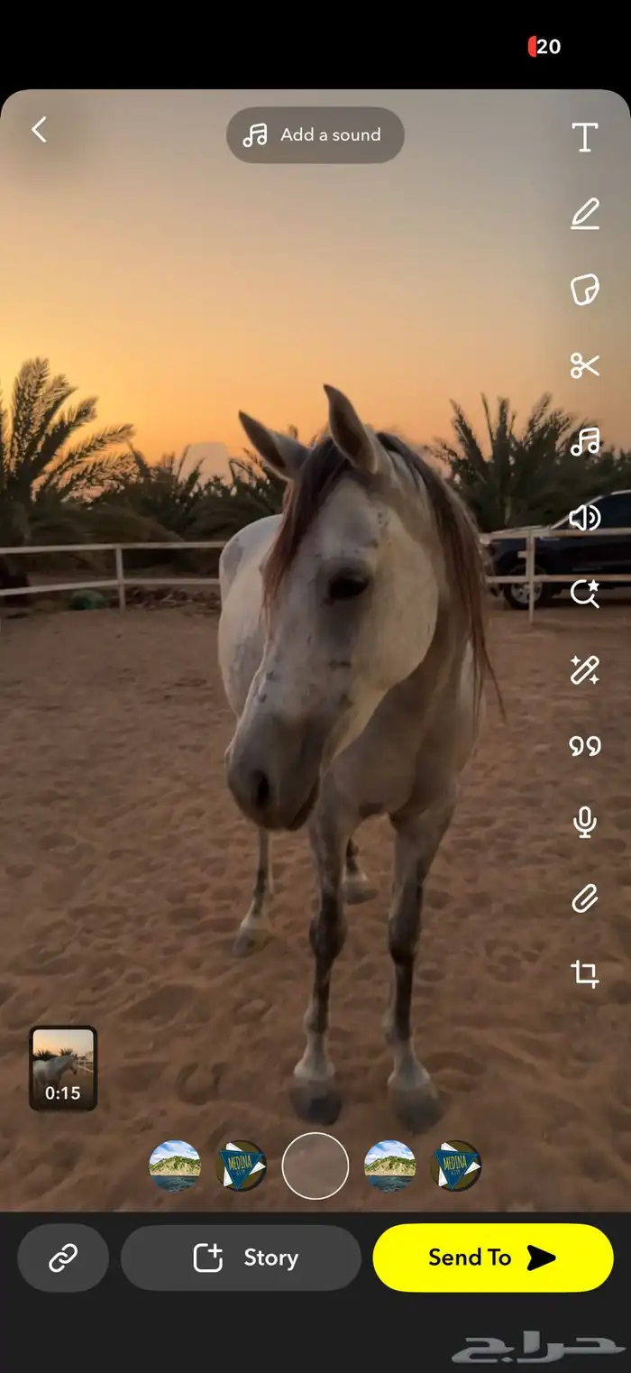 فرس شعبي لقاح 3