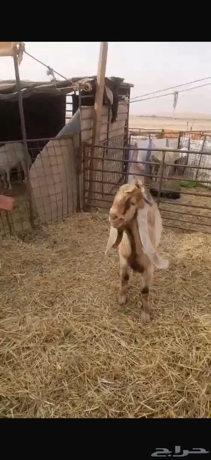 تيس اصفر عارضي صنف 2