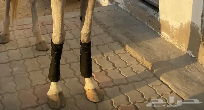 لجام خيل وبنادج 4 1