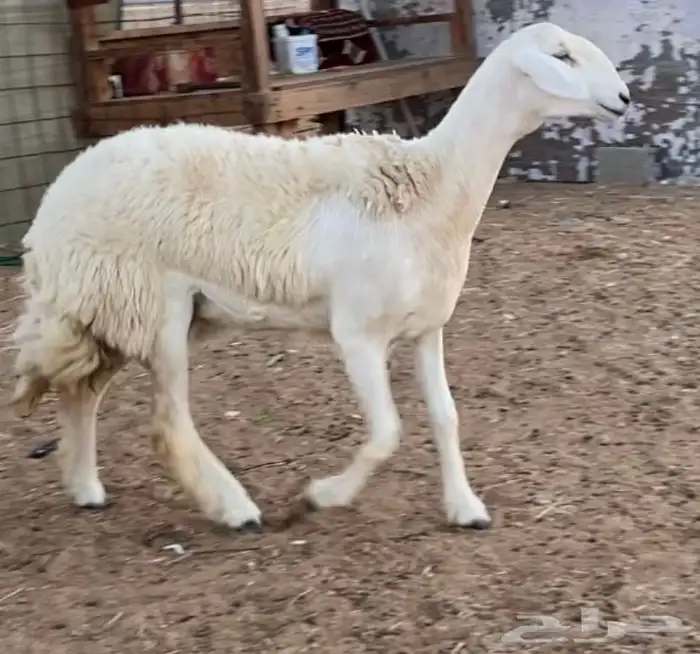 فحل حري صنف منتج (ولد خطر) 3