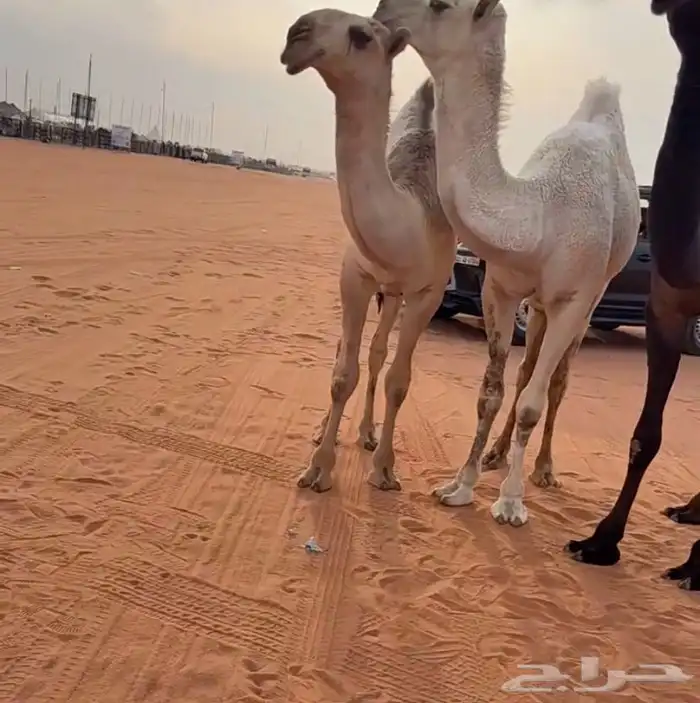 قعودمفرود اشقح 0