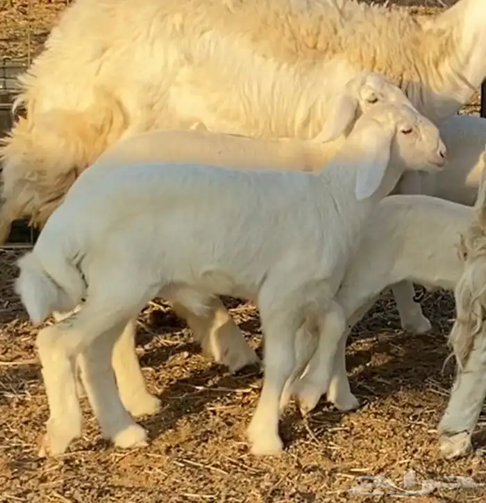 فحل حري صنف منتج (ولد خطر) 7