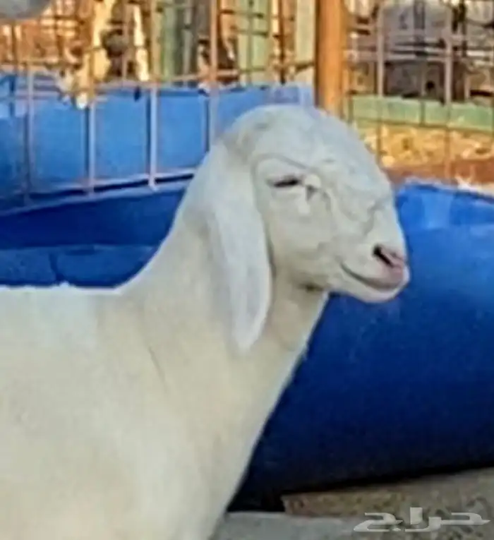 فحل حري صنف منتج (ولد خطر) 8