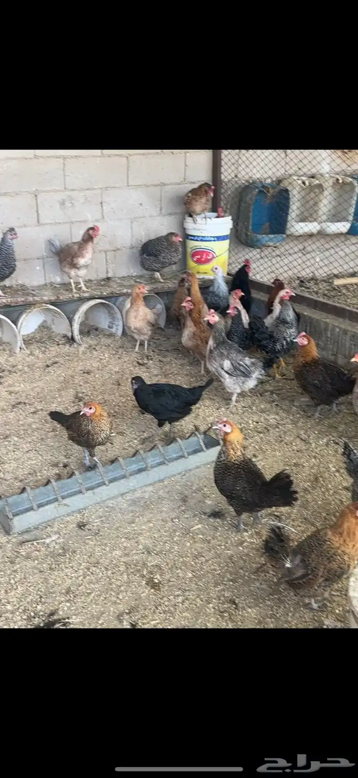 دجاج مشكل بلدي وهجين تركي 1