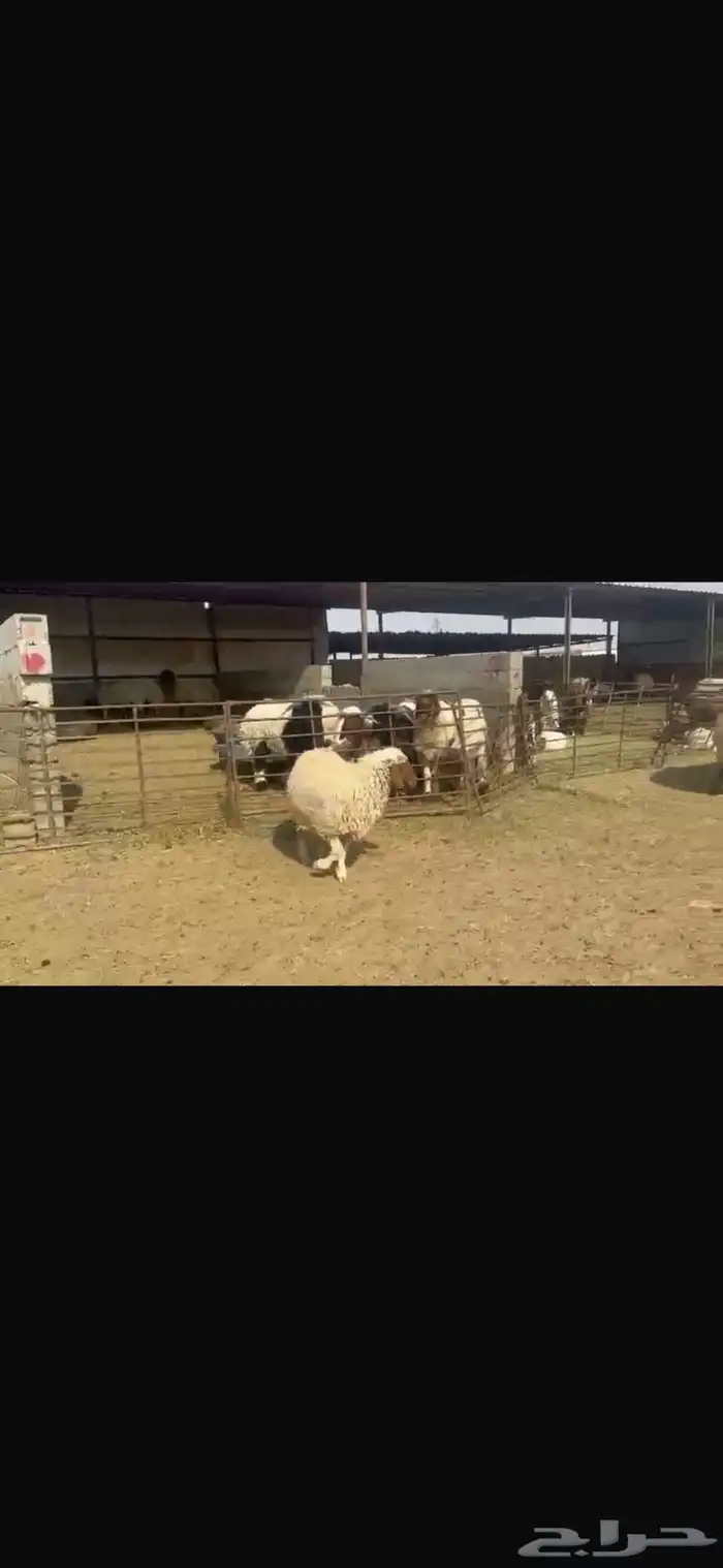 للبيع غنم نعيم فاخره وشرط دفيع 7 روس ولده وحده 1