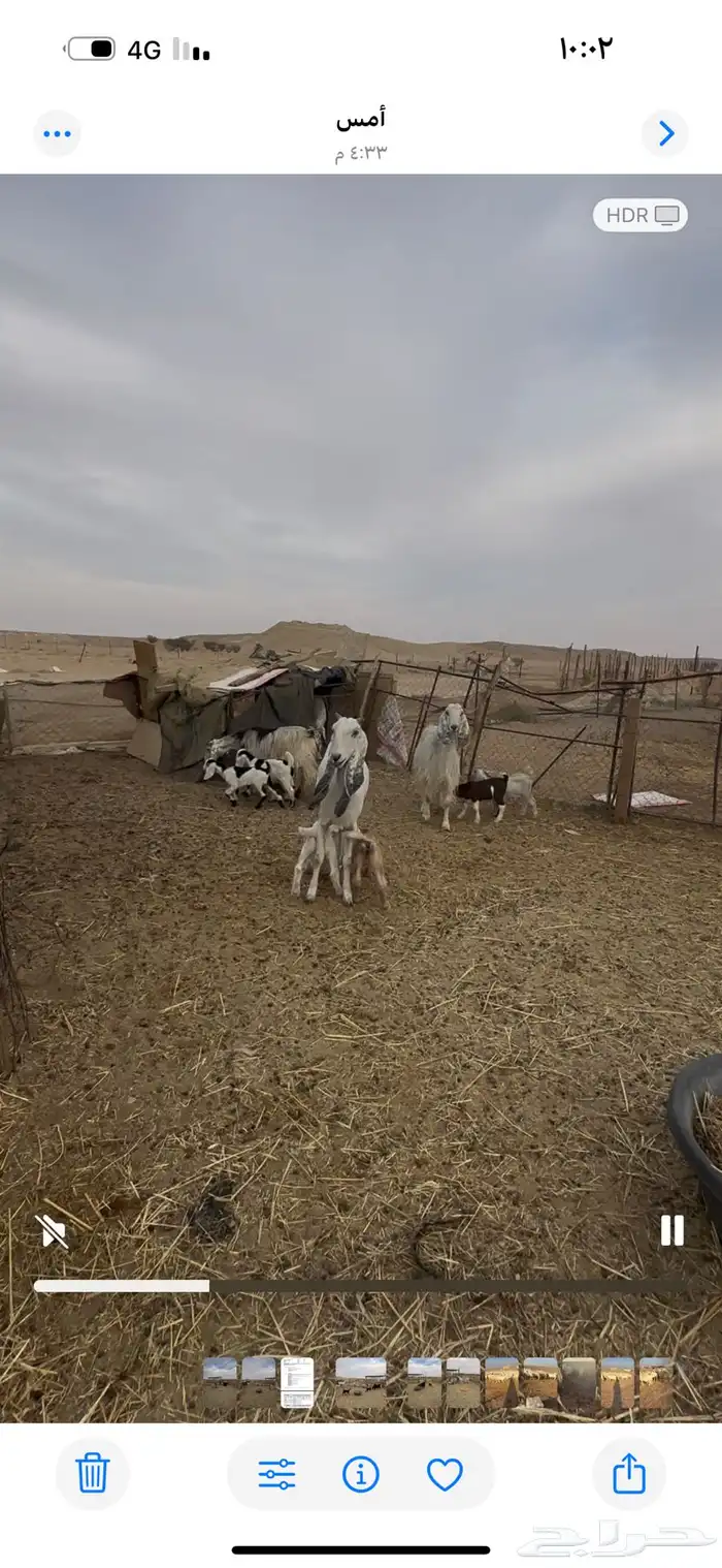 معزا عنز عوارض حبش مقاني متابيع وليد خلفات 2