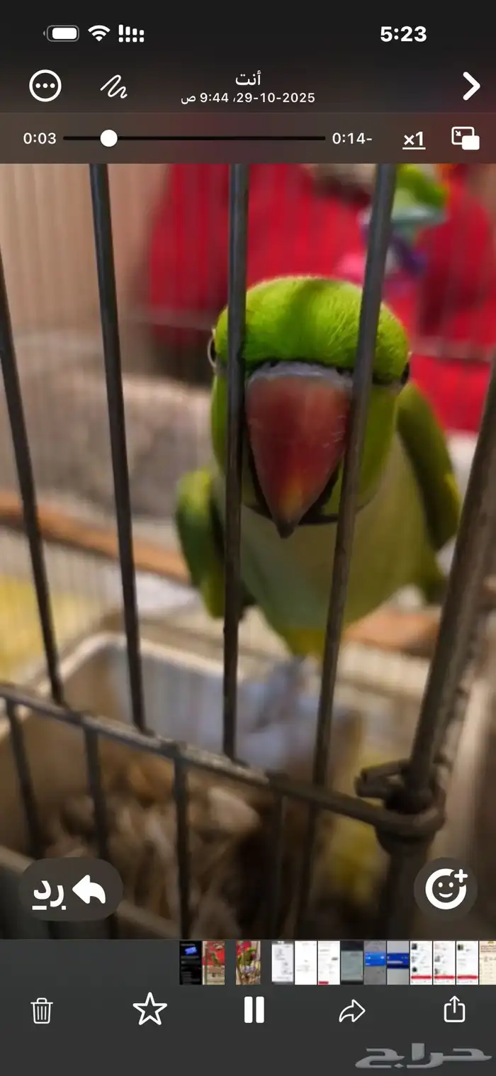 درة أليف متكلم 1