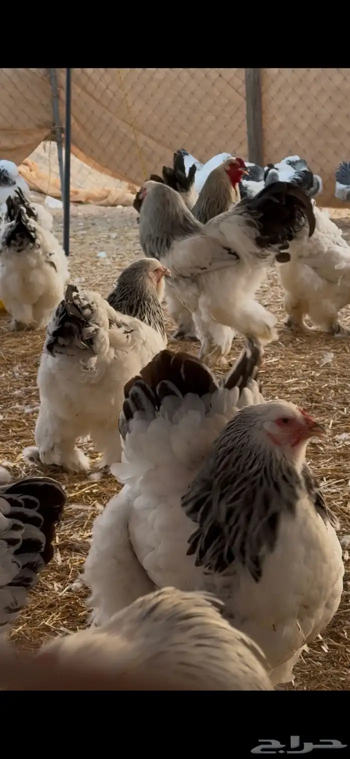 دجاج براهما سلالة كونك بياض 9