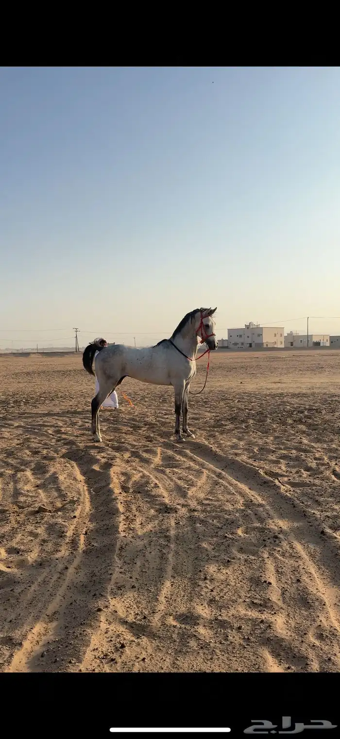 حصان مصري شعبي 0