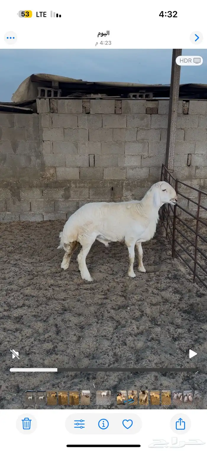 للبيع فحول حريات كفو 7