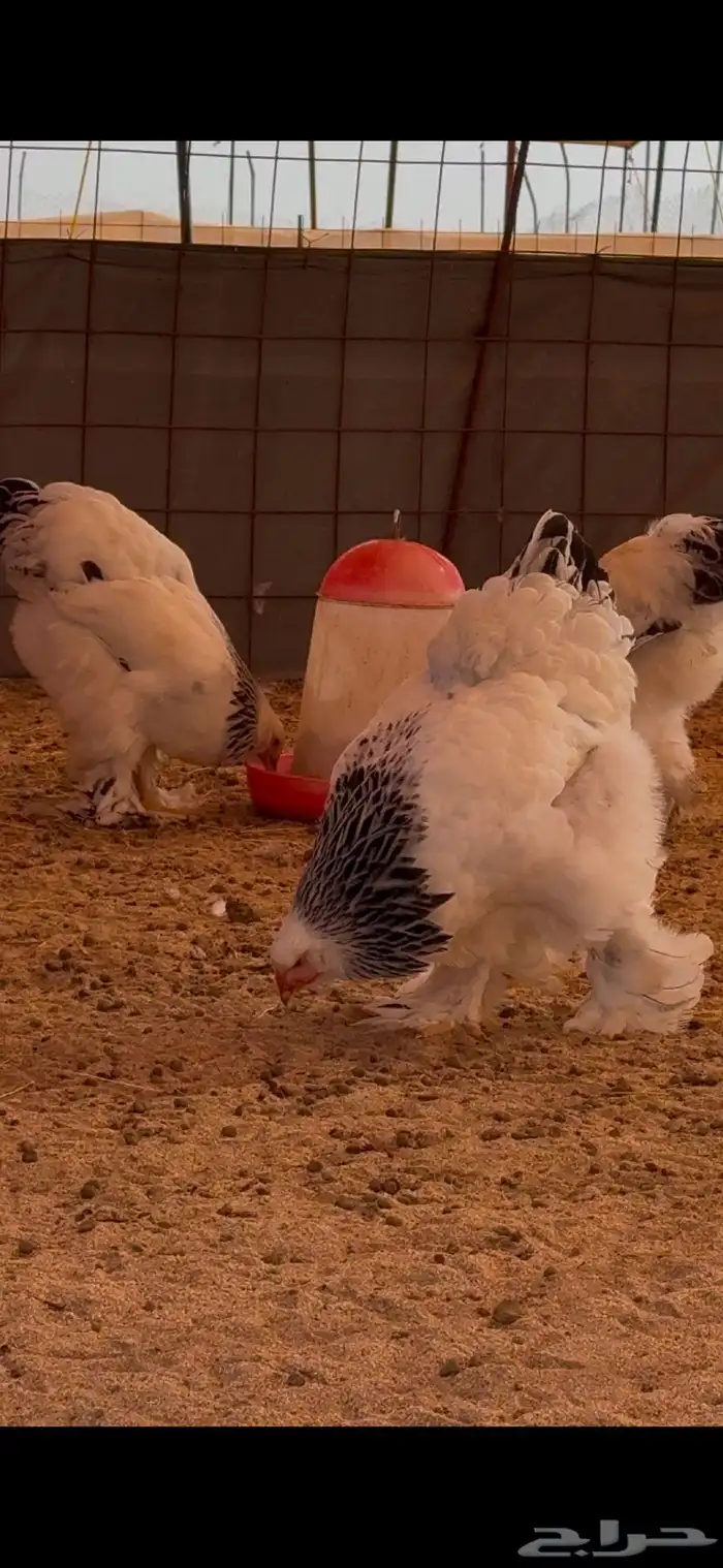دجاج براهما سلالة كونك بياض 13