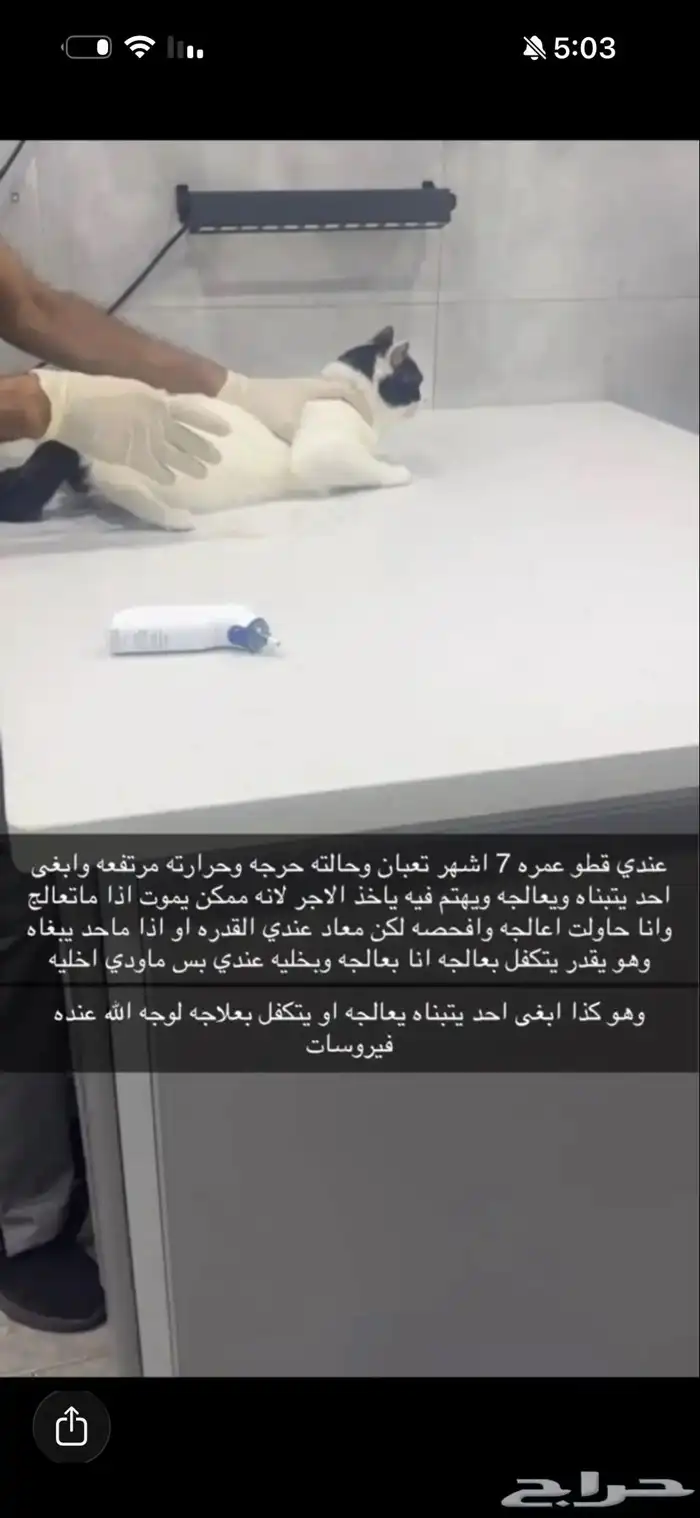 قط ذكر 1